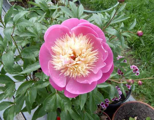 Bowl of Beauty -                                                                                                                 Peonies species| PIONI | პიონი