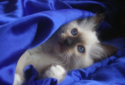 Birman 3 - cat Breeds | კატის ჯიშები | katis jishebi