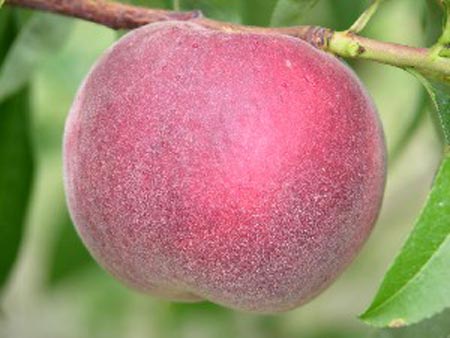 Snowbrite - Peach Varieties