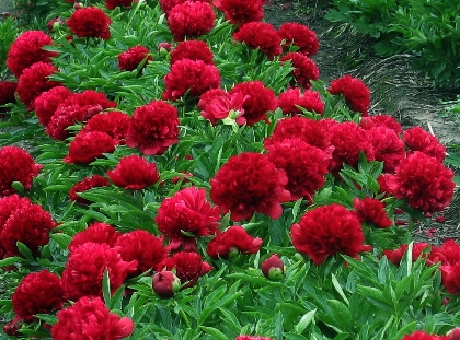 Eliza Lundy -                                                                                                                 Peonies species| PIONI | პიონი