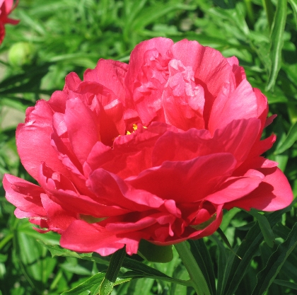 Coral Fay -                                                                                                                 Peonies species| PIONI | პიონი