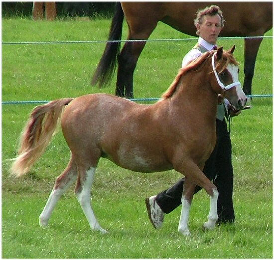 Welsh Section A and B 3 - horse Breeds | ცხენის ჯიშები| cxenis jishebi