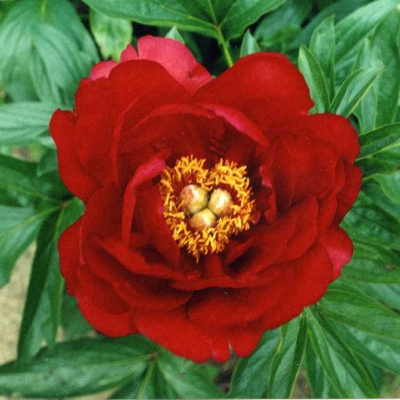 Alexander Woollcott -                                                                                                                 Peonies species| PIONI | პიონი