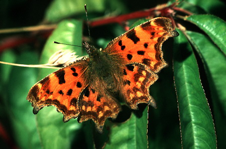 Comma - Butterfly species | PEPLIS JISHEBI | პეპლის ჯიშები