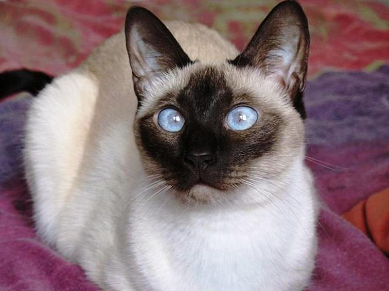 Siamese - cat Breeds | კატის ჯიშები | katis jishebi