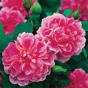 The Countryman - Rose Varieties | VARDI | ვარდი                                                                                                                