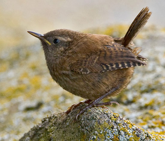 Pacific Wren - Bird Species | Frinvelis jishebi | ფრინველის ჯიშები