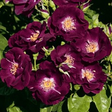 Night Owl Climbing - Rose Varieties | VARDI | ვარდი                                                                                                                
