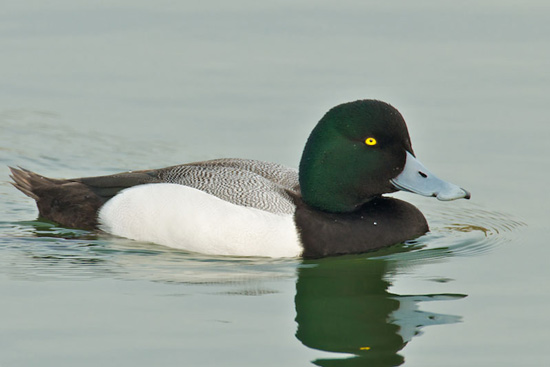 Greater Scaup - Bird Species | Frinvelis jishebi | ფრინველის ჯიშები