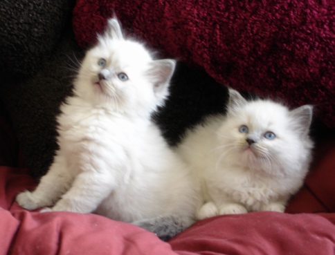 Ragdoll 1 - cat Breeds | კატის ჯიშები | katis jishebi