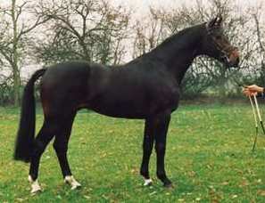 Holstein 3 - horse Breeds | ცხენის ჯიშები| cxenis jishebi