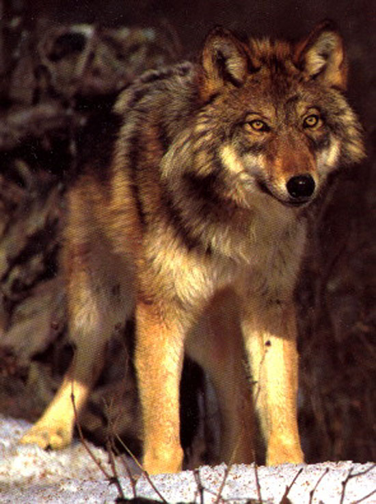 The North American Red Wolf - wolf species | mglis jishebi | მგლის ჯიშები