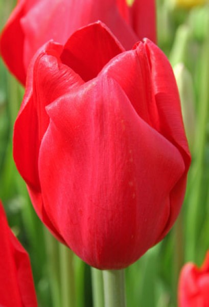 Kingsblood -                                                         Species Tulip| TITA | ტიტა                                                        