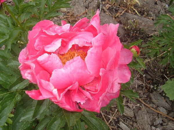 Eventide -                                                                                                                 Peonies species| PIONI | პიონი