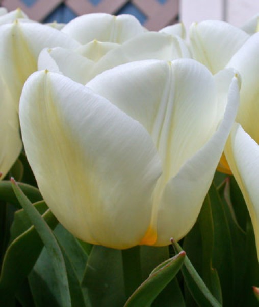 Calgary -                                                         Species Tulip| TITA | ტიტა                                                        