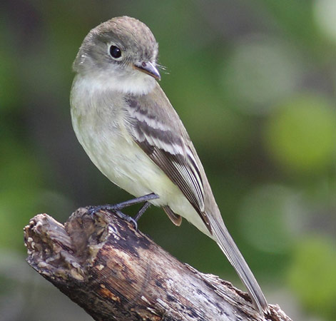 Least Flycatcher - Bird Species | Frinvelis jishebi | ფრინველის ჯიშები
