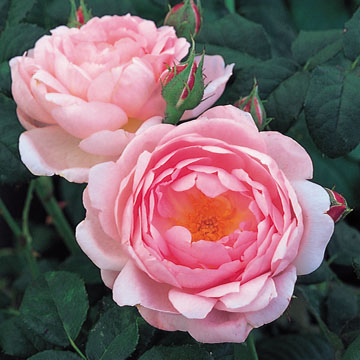 Scepter'd Isle - Rose Varieties | VARDI | ვარდი                                                                                                                