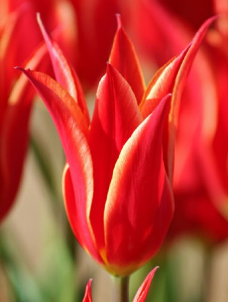 Aladdin -                                                         Species Tulip| TITA | ტიტა                                                        