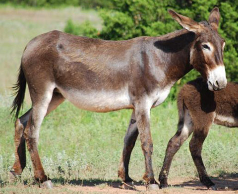 American Mammoth Jack - horse Breeds | ცხენის ჯიშები| cxenis jishebi