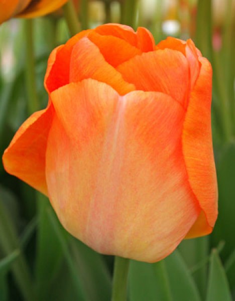 Daydream -                                                         Species Tulip| TITA | ტიტა                                                        