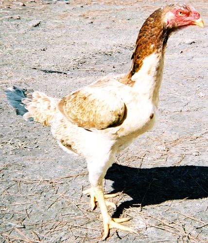 Malay 2 - chicken Breeds | ქათმის ჯიშები | qatmis jishebi