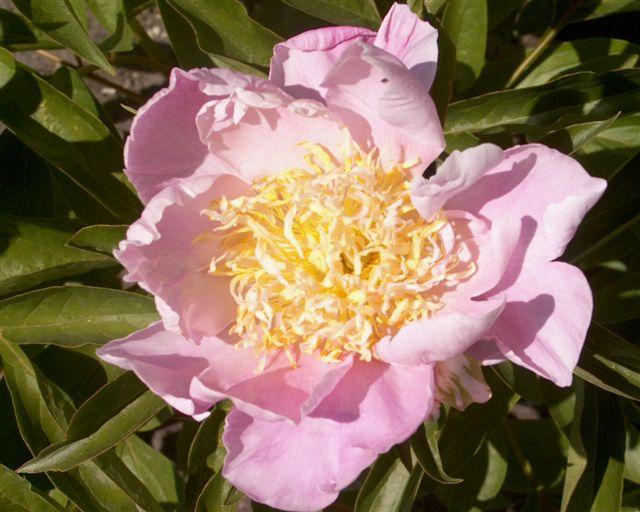 Alice Roberts -                                                                                                                 Peonies species| PIONI | პიონი