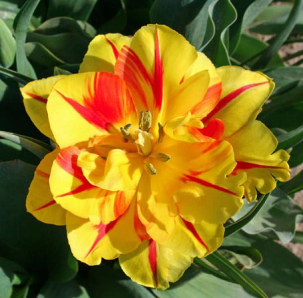 Monsella -                                                         Species Tulip| TITA | ტიტა                                                        
