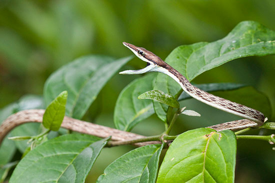 BROWN VINESNAKE   Oxybelis aeneus - snake species | gveli | გველი