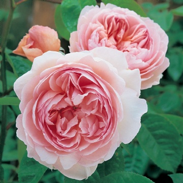Gentle Hermione - Rose Varieties | VARDI | ვარდი                                                                                                                