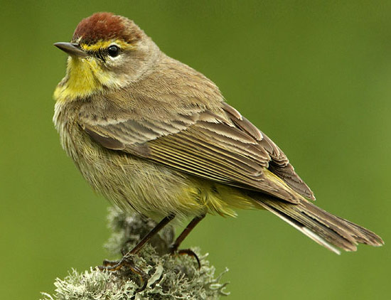 Palm Warbler - Bird Species | Frinvelis jishebi | ფრინველის ჯიშები