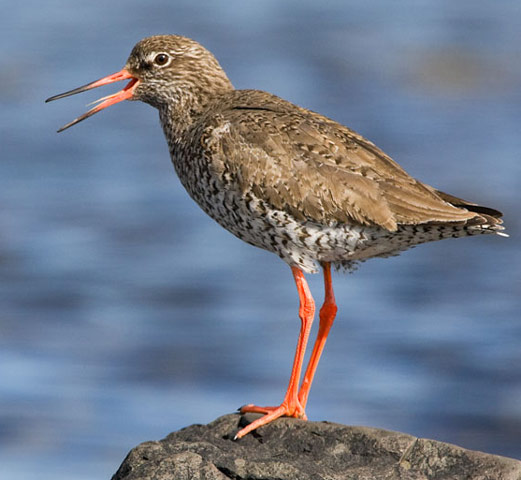 Common Redshank - Bird Species | Frinvelis jishebi | ფრინველის ჯიშები