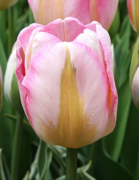 New Design -                                                         Species Tulip| TITA | ტიტა                                                        