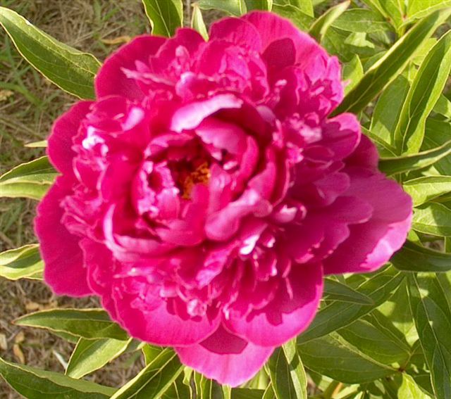 Dr John L Crenshaw -                                                                                                                 Peonies species| PIONI | პიონი