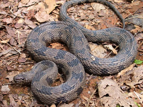 Nerodia taxispilota - Brown Watersnake - snake species | gveli | გველი