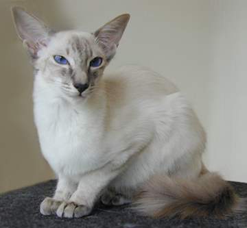 Balinese and Javanese 3 - cat Breeds | კატის ჯიშები | katis jishebi