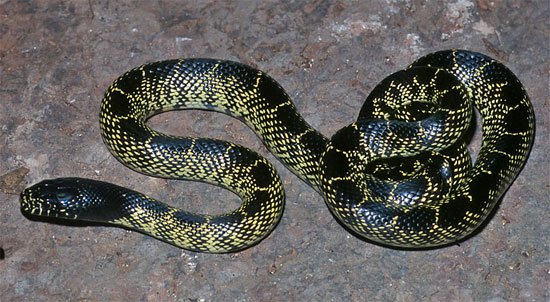 Lampropeltis getula splendida - Desert Kingsnake - snake species | gveli | გველი