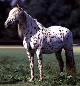 Knabstrup 3 - horse Breeds | ცხენის ჯიშები| cxenis jishebi