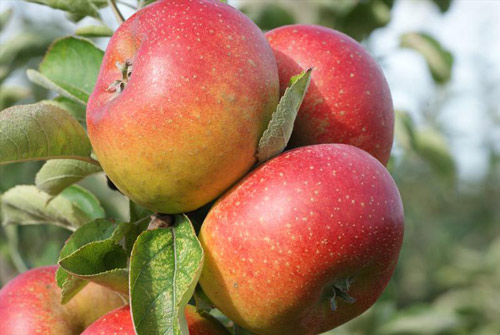 Court Pendu Plat - Apple Varieties