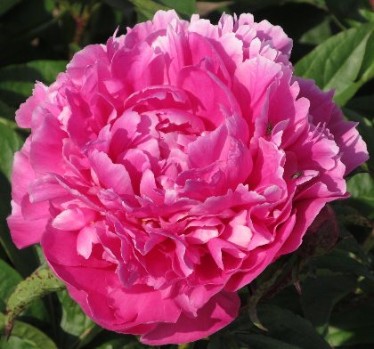 Dayton -                                                                                                                 Peonies species| PIONI | პიონი