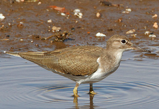 Common Sandpiper - Bird Species | Frinvelis jishebi | ფრინველის ჯიშები