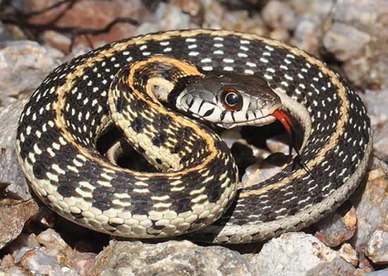 BLACK-NECKED GARTERSNAKE  <br />Thamnophis cyrtopsis	 - snake species | gveli | გველი