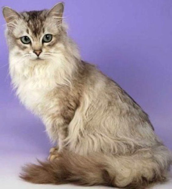 Asian Semi-Longhair - cat Breeds | კატის ჯიშები | katis jishebi