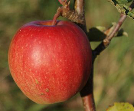 Cripp's Pink - Apple Varieties