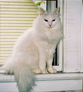 Turkish Angora - cat Breeds | კატის ჯიშები | katis jishebi