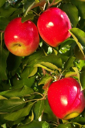 Nittany - Apple Varieties