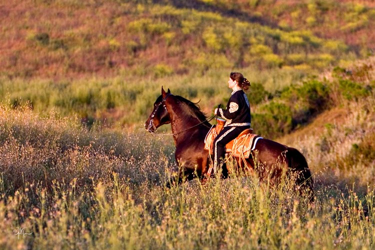 Azteca 3 - horse Breeds | ცხენის ჯიშები| cxenis jishebi