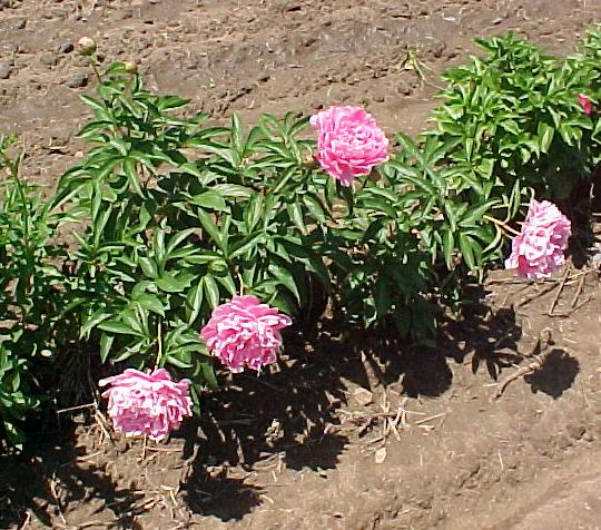 Fireball   [Brand, 1938] -                                                                                                                 Peonies species| PIONI | პიონი
