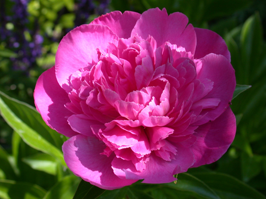 Bouquet Perfect -                                                                                                                 Peonies species| PIONI | პიონი