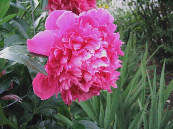Felix Supreme -                                                                                                                 Peonies species| PIONI | პიონი