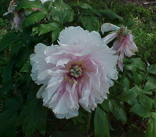 Dantenmon -                                                                                                                 Peonies species| PIONI | პიონი